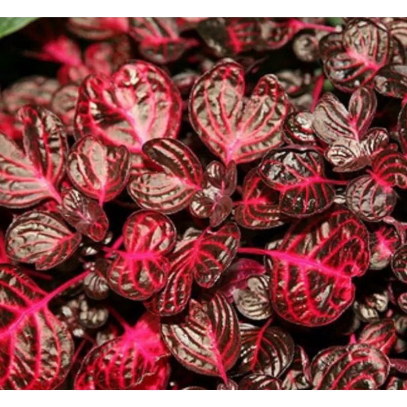 Harga Bayam Hias Terbaru Oktober 2021 | BigGo Indonesia