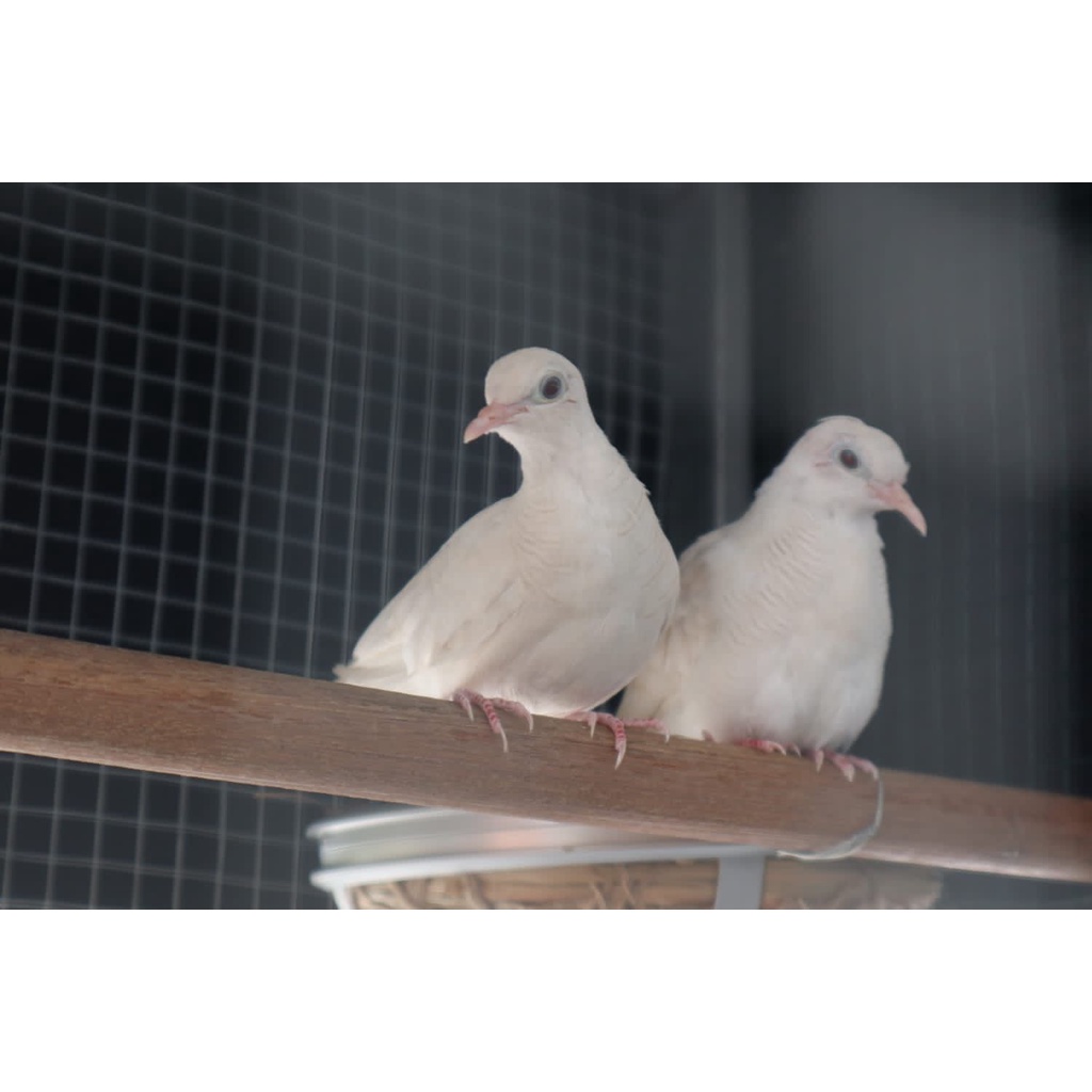 Harga Burung Perkutut Putih Mata Merah Terbaru April 2022 | Biggo Indonesia 1024_x_1024_jpg