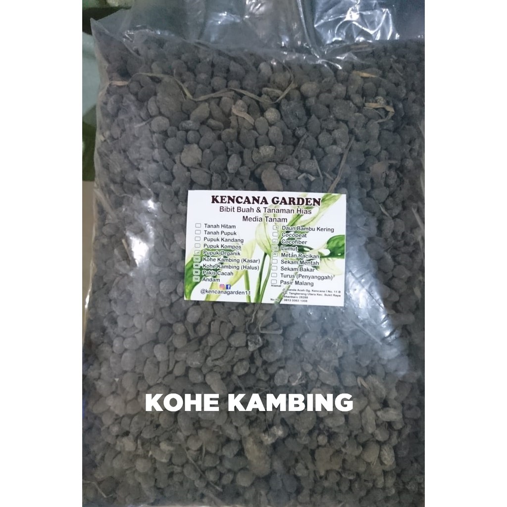KOHE KAMBING KERING | Shopee Indonesia