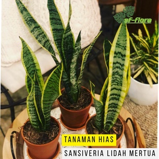 Jual Tanaman Lidah Mertua Penyerap Racun Di Dalam Pot Besar Sansevieria Trifasciata Indonesia|Shopee Indonesia 320_X_320_jpg
