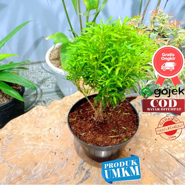 Tanaman hias taman Akalipa brokoli daun kuning - euodia ridleyi | Shopee  Indonesia