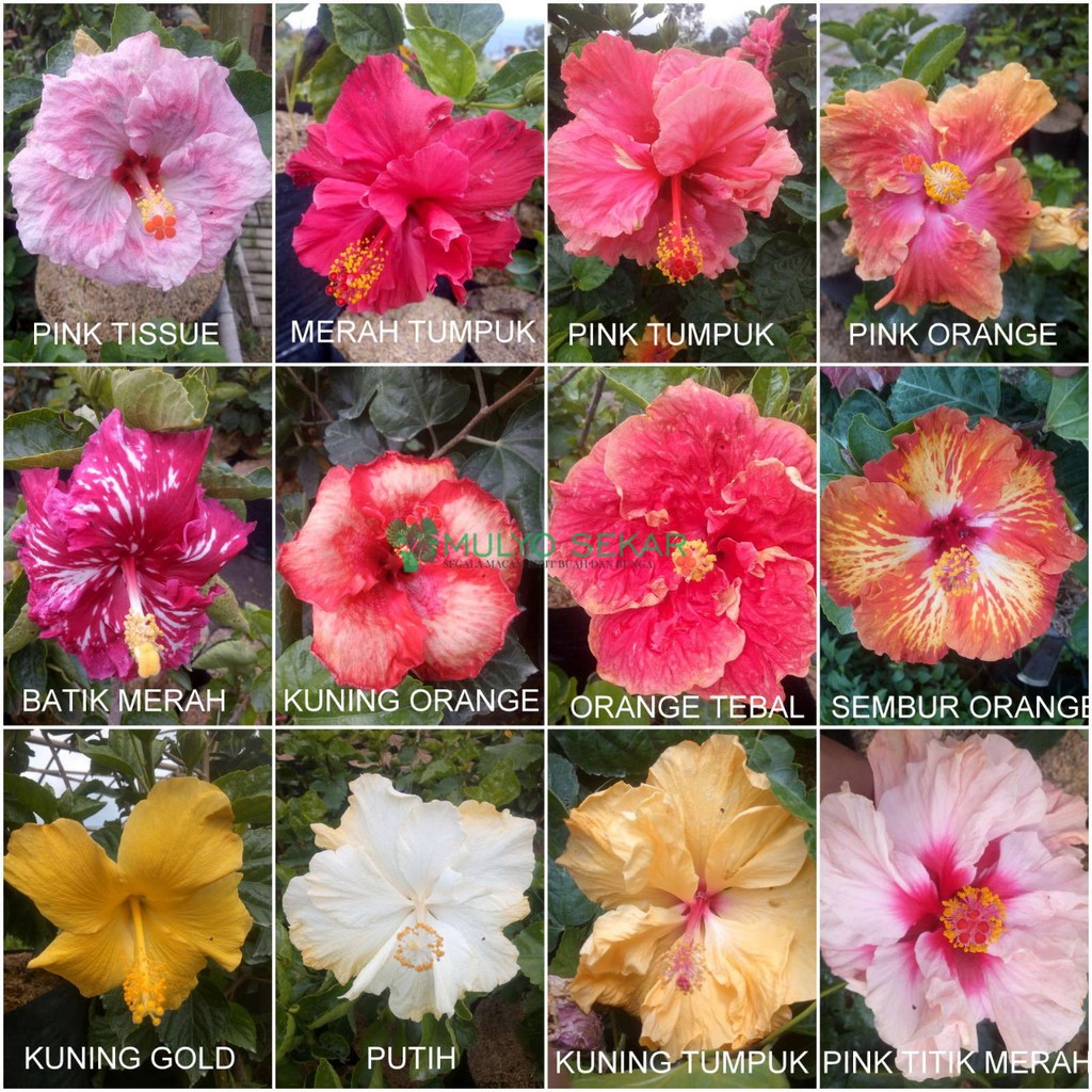 tanaman hias Hibiscus bunga Sepatu tumpuk - WARNA LANNGKA - sudah berakar |  Shopee Indonesia