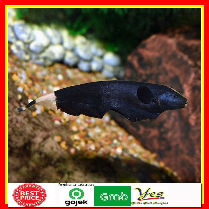 Jual ikan Black Ghost / ikan bendera / knife fish / ikan bulu ayam  Indonesia|Shopee Indonesia
