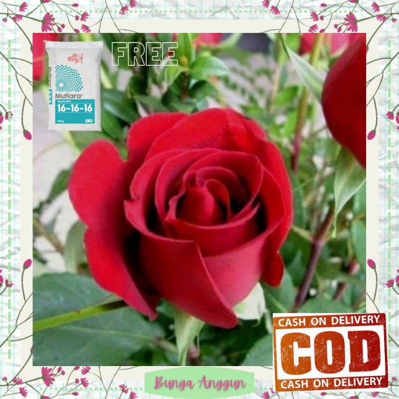 Harga Bibit Kembang Mawar Terbaru Oktober 2021 | BigGo Indonesia