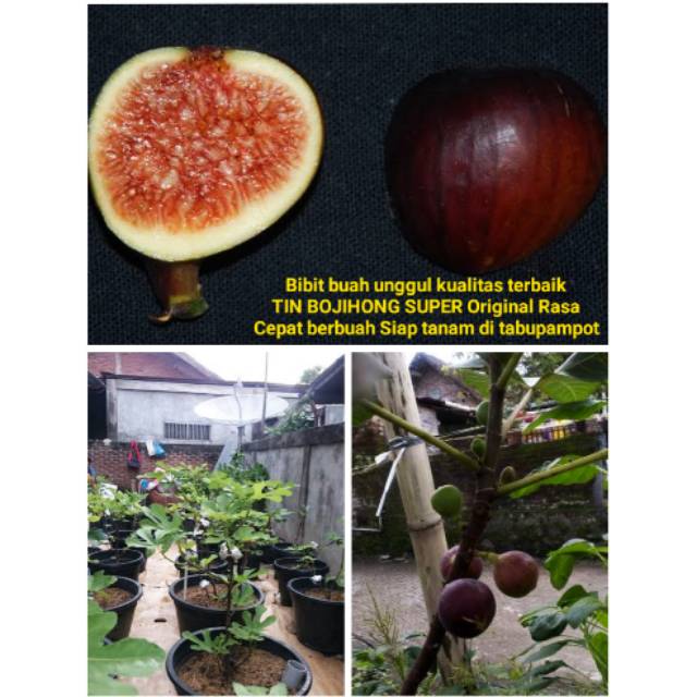 bibit super unggul import buah TIN BOJIHONG Cepat berbuah manis unggulan -  tanaman pohon kebun tien | Shopee Indonesia