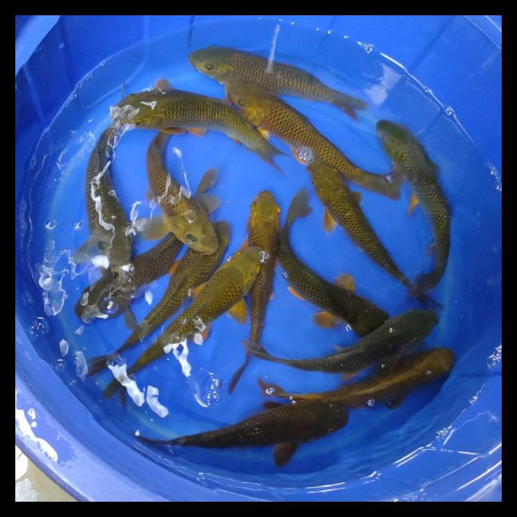 DISKON IKAN KOI BLITAR JENIS CHAGOI / RUMAH KOI JAKARTA / KODE 0010 !!!! |  Shopee Indonesia