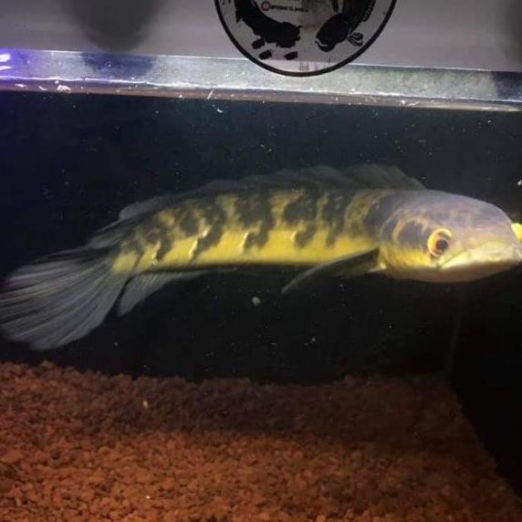 Harga Channa Maru Ys Yellow Sentarum Terbaru November 2021 | BigGo Indonesia