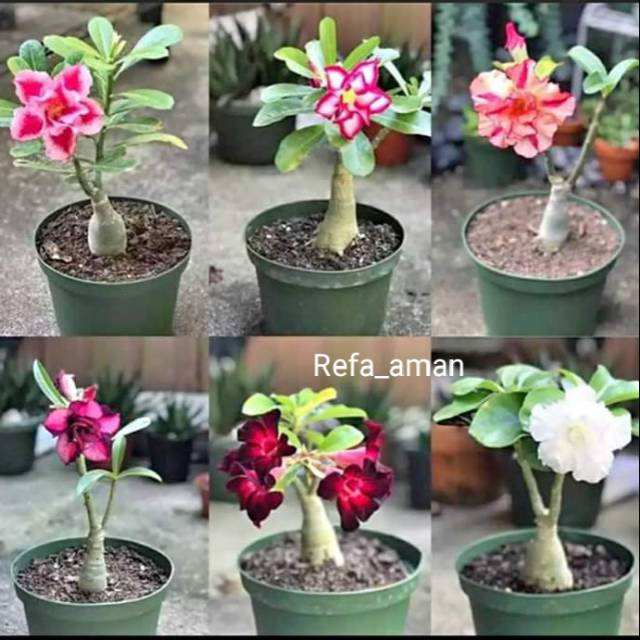 Jual Paketan 6 bibit tanaman hias adenium / kamboja jepang Indonesia|Shopee  Indonesia