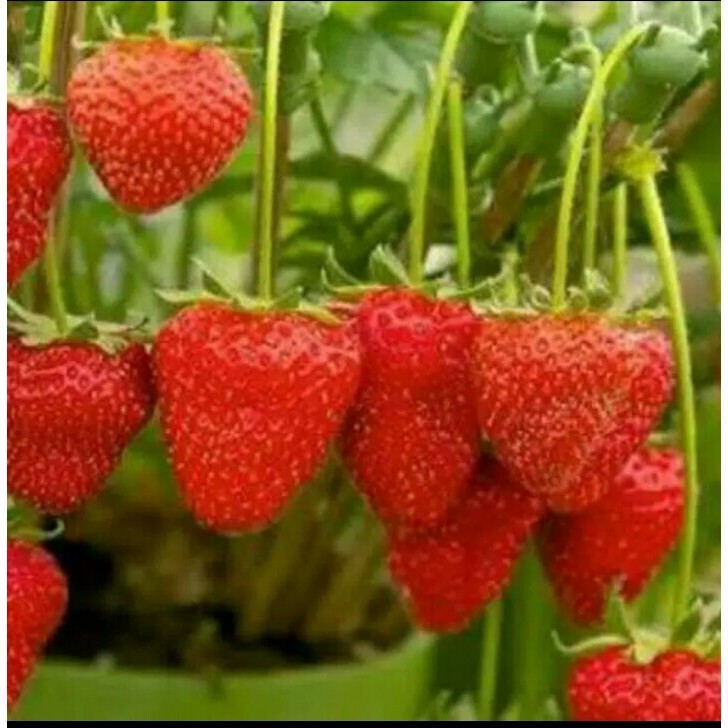 BIBIT POHON STRAWBERRY | Shopee Indonesia