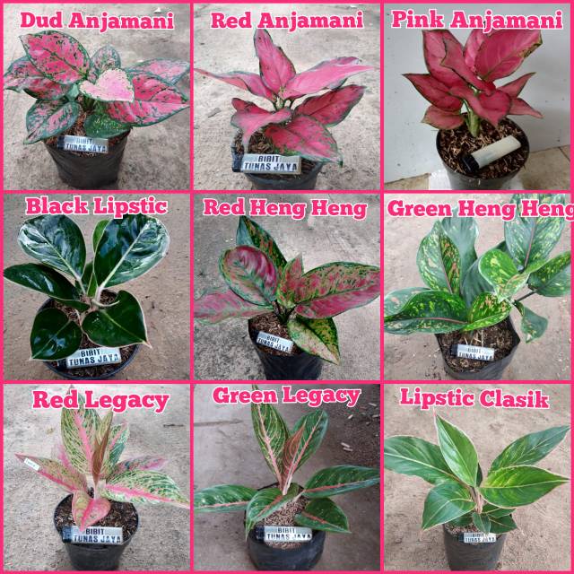 Paket 9 warna jenis tanaman hias bunga aglonema cantik | Shopee Indonesia