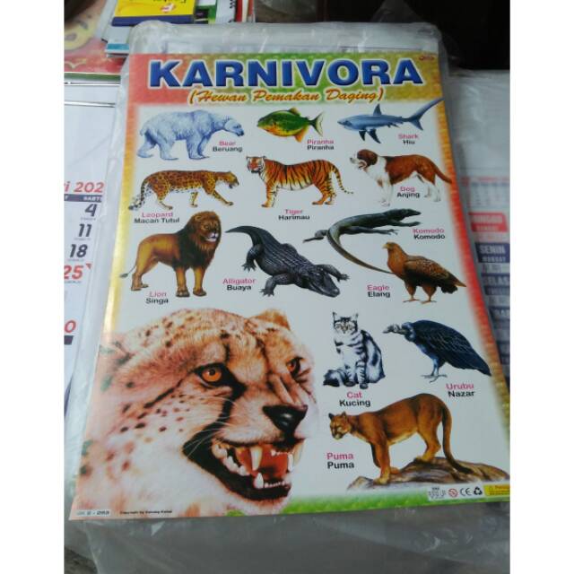 Poster anak nama nama hewan karnivora | Shopee Indonesia