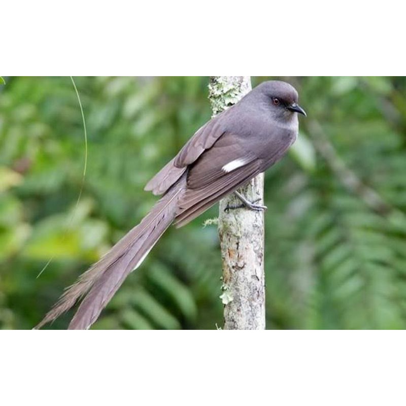 Harga Murai Air Terbaru Januari 2022 | BigGo Indonesia