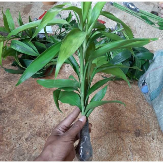 Tanaman hias sri rejeki bambu hoki hijau rezeki pohon sri rejeki  keberuntungan | Shopee Indonesia