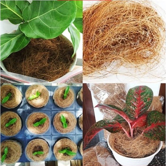 Media Tanam Cocofiber Coco Fiber Serabut Kelapa Ijuk Kelapa | Shopee  Indonesia