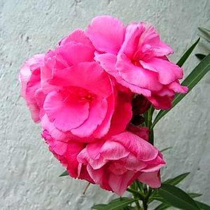 Biji Benih Bunga Nerium Oleander | Shopee Indonesia