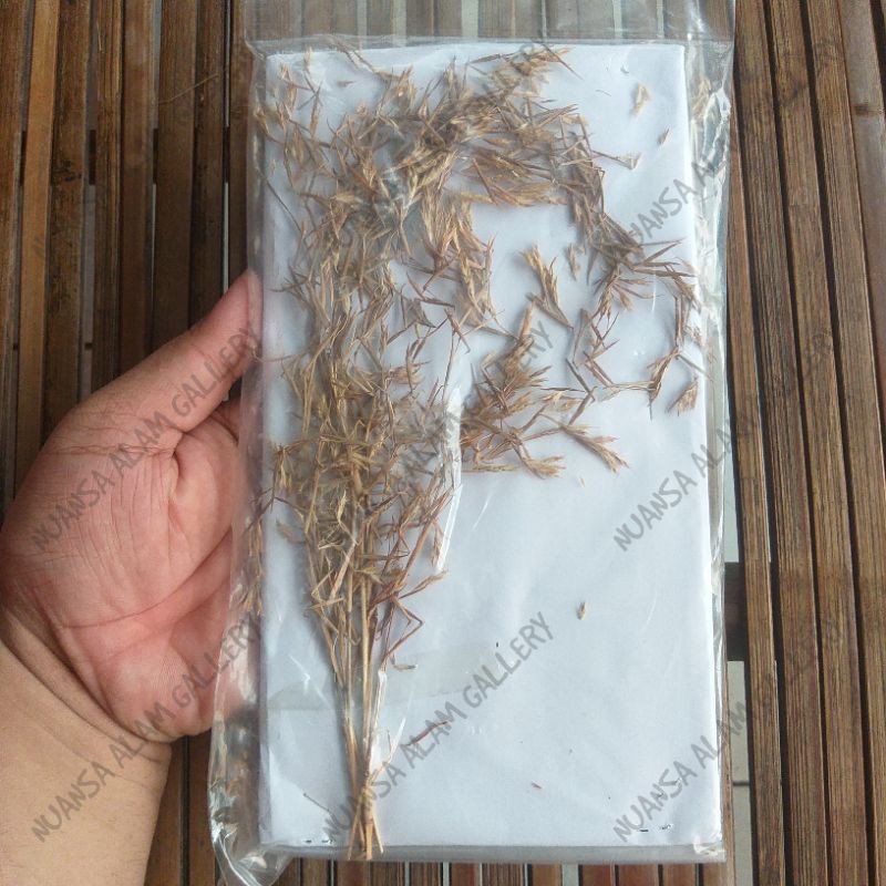 Kembang Sereh Bunga Serai Asli Original Tanah Jawa Legendaris | Shopee  Indonesia