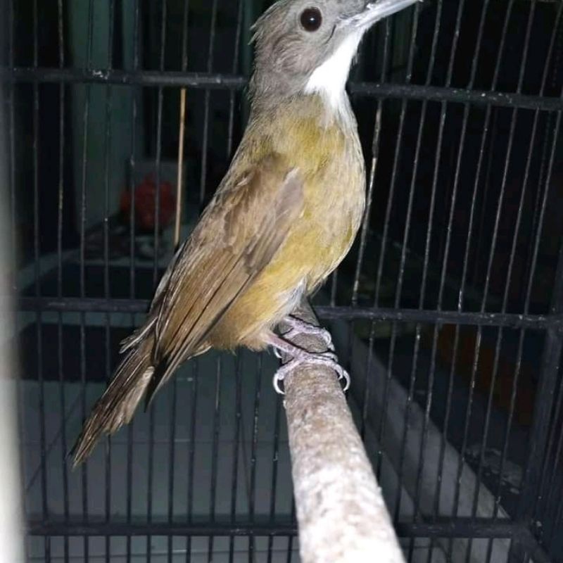 Jual Burung Kapas Tembak Jantan Pilihan Indonesia|Shopee Indonesia 800_X_800_jpg