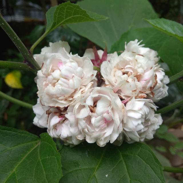 Melati menur | Shopee Indonesia