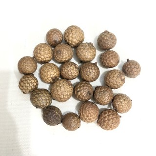 Jual Biji- Bijian, Biji Cemara, Biji Lontar Bulat Dan Lonjong, Bunga Pinus/Cemara/ Pine Cone Utk Bermain Indonesia|Shopee Indonesia 320_X_320_jpg
