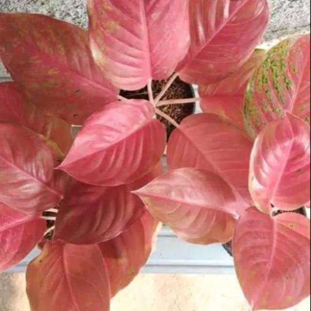 Jual Aglaonema striptis mutasi Indonesia|Shopee Indonesia