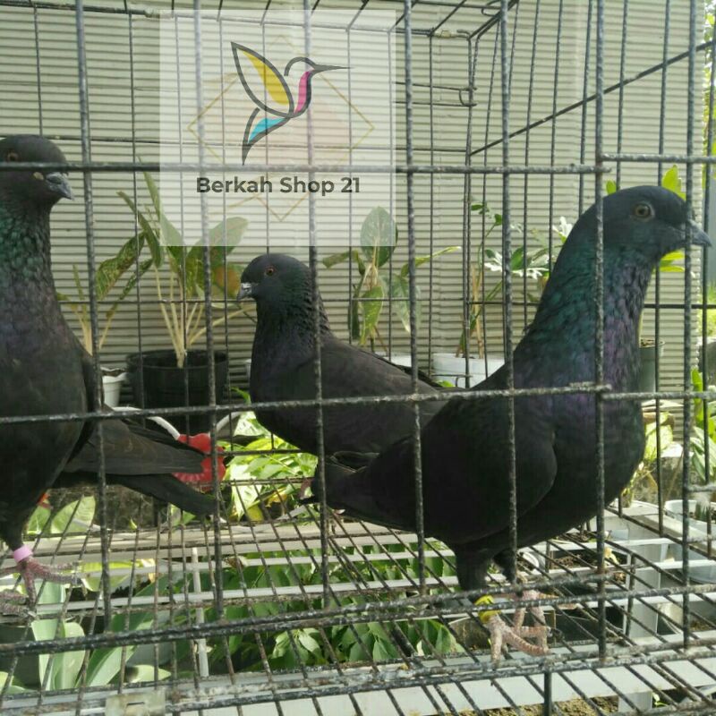 Merpati Jawa Sungut | Shopee Indonesia