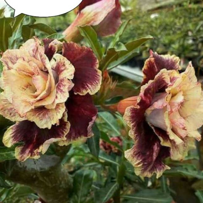 Jual Tanaman hias hidup adenium bunga tumpuk chruzz Indonesia|Shopee  Indonesia