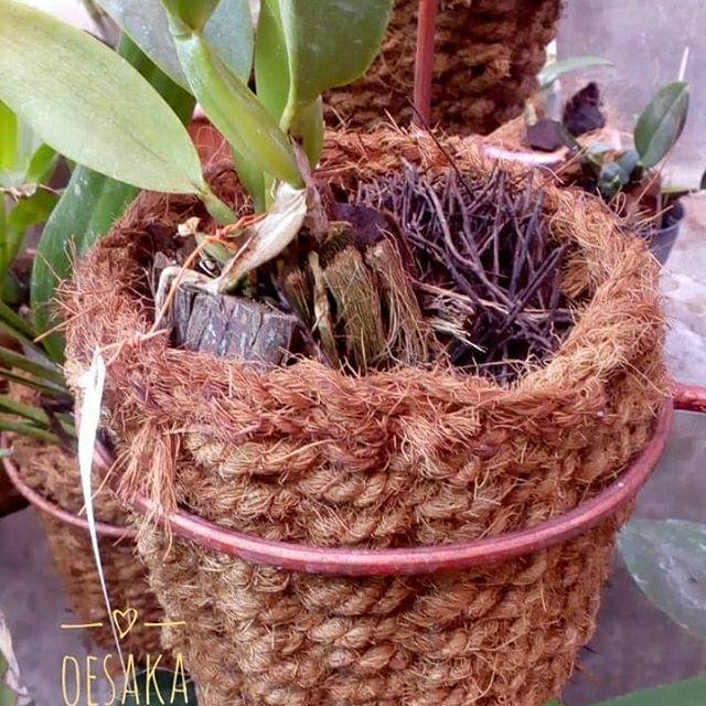 Pot tanaman bunga anggrek sabut kelapa Serat sabut cocofiber anyaman awet  media hias vas bunga | Shopee Indonesia