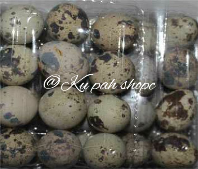 Harga 1 Kg Telur Puyuh