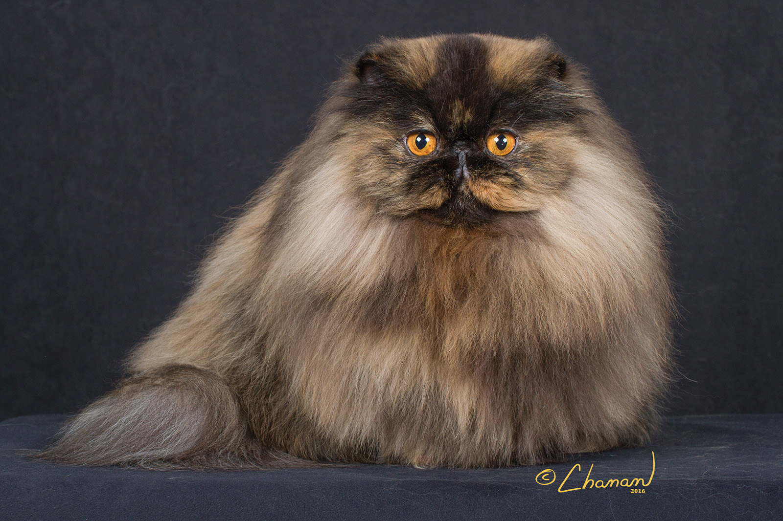 Persian baddie onlyfans