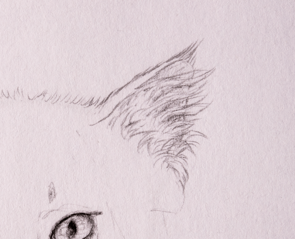 как нарисовать шкуру медведя