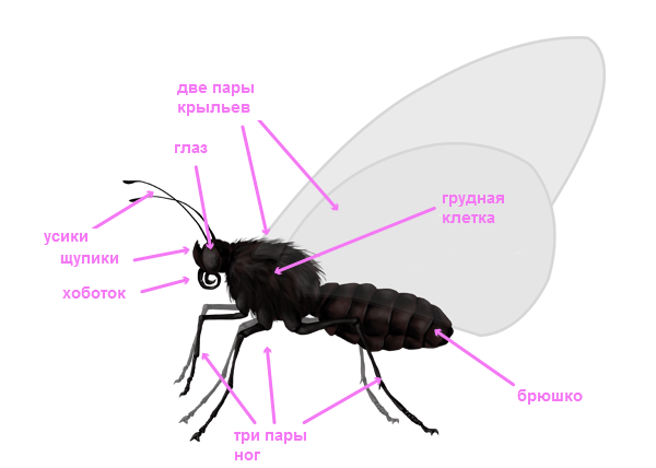 как рисовать крылья бабочки