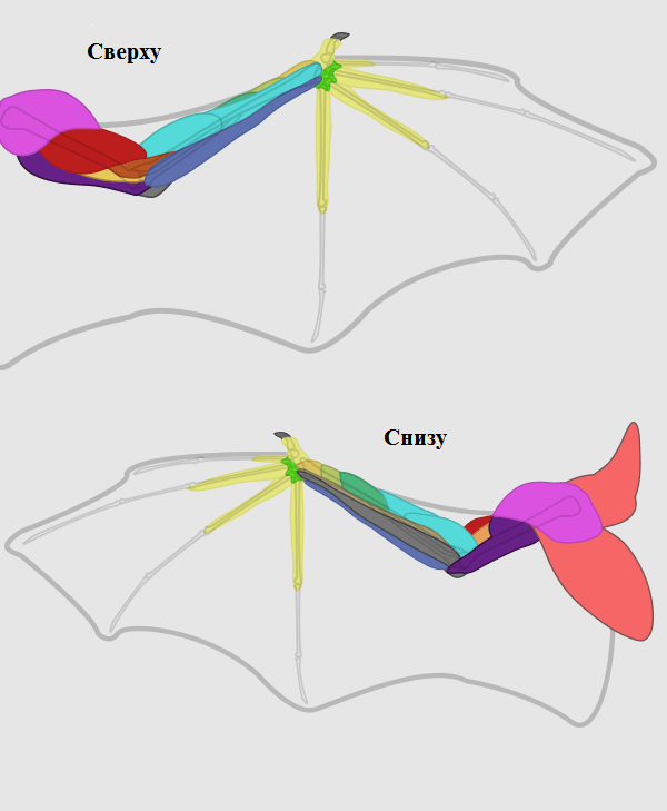 нарисовать крылья на спине