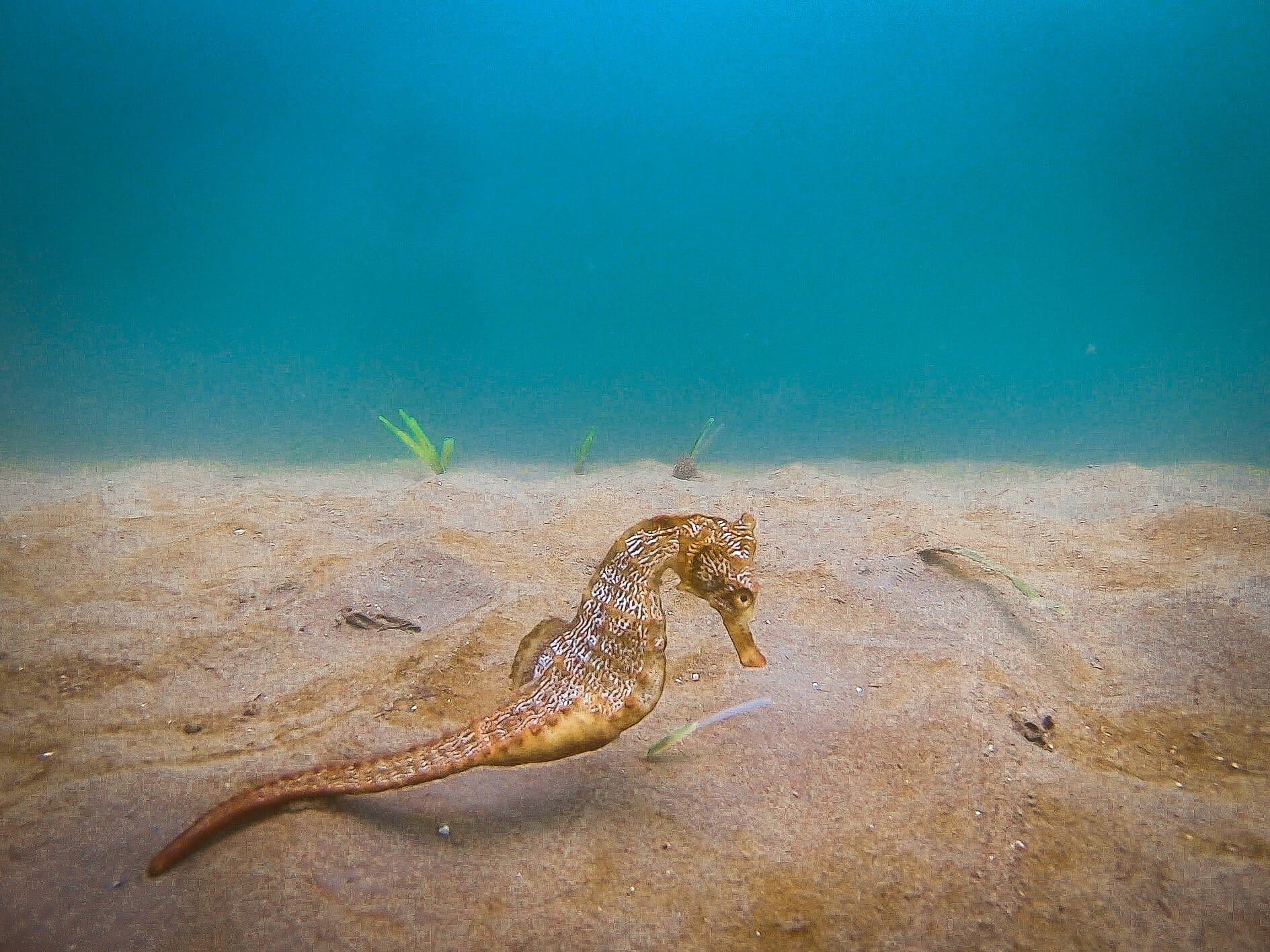 Gatuzo  proyecto arrecife