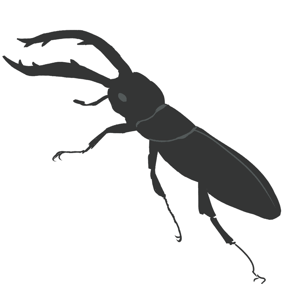 クワガタイラスト - リアル・可愛い昆虫の無料素材 - チコデザ