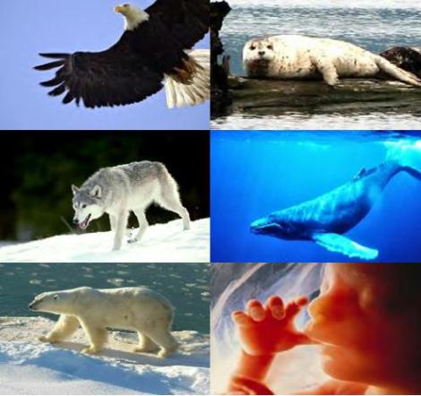 Melyik nem védett?