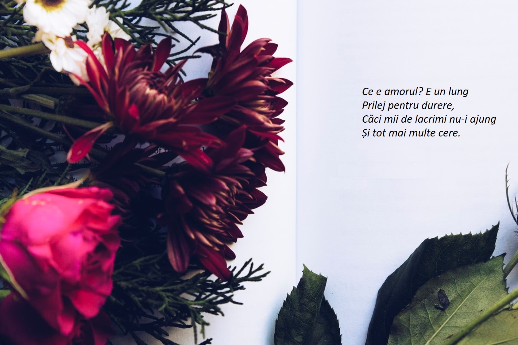 Poezii De Dragoste Care Insipra Blog Compania De Librarii Bucuresti
