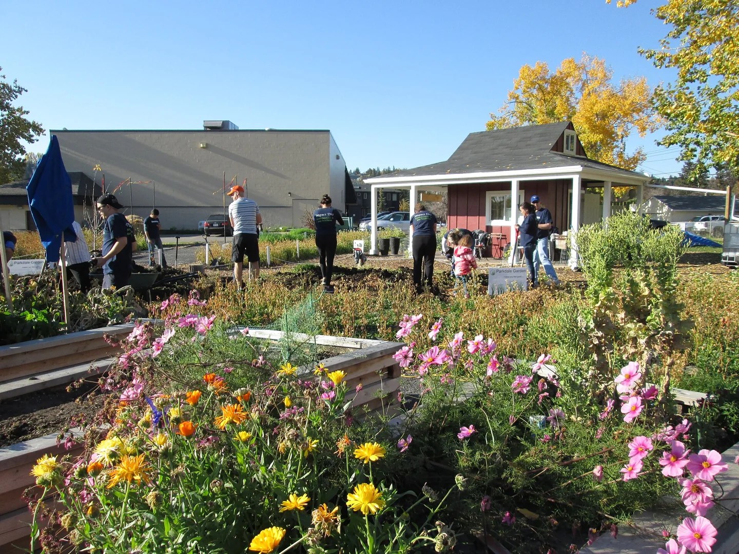 Volunteers working together in Parkdale Community Garden