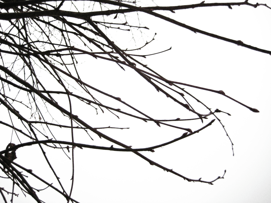 Free Branch Png Transparent Images Download Free Branch Png Transparent Images Png Images Free Cliparts On Clipart Library