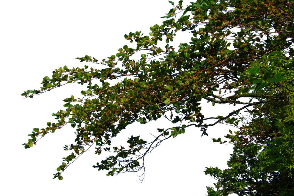 Free Tree Branch Transparent Background Download Free Tree Branch Transparent Background Png Images Free Cliparts On Clipart Library