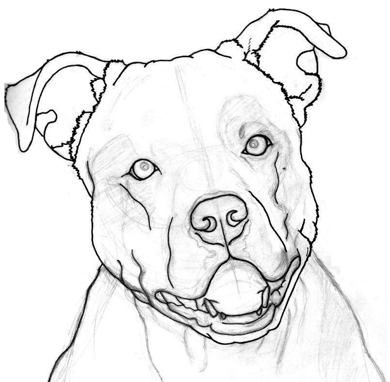 Pitbull Face Outline Drawing - Clip Art Library 788_x_805_jpg