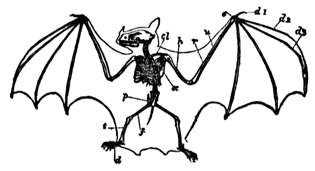 Cartoon - Clip Art Library 557_x_1024_gif