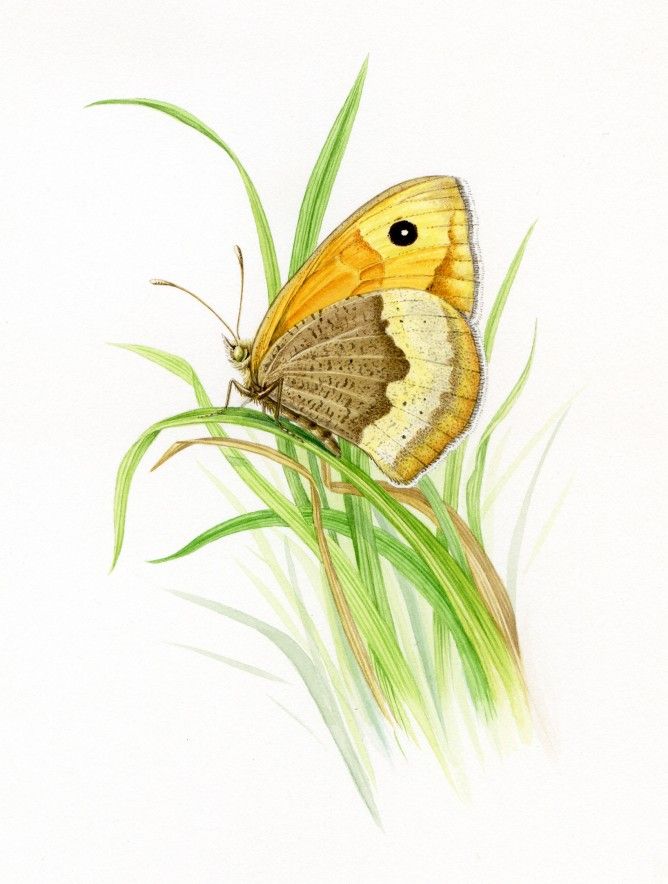 Meadow Brown Butterfly Drawing Clip Art Library