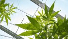 Panamá aprueba una ley sobre el uso médico del cannabis