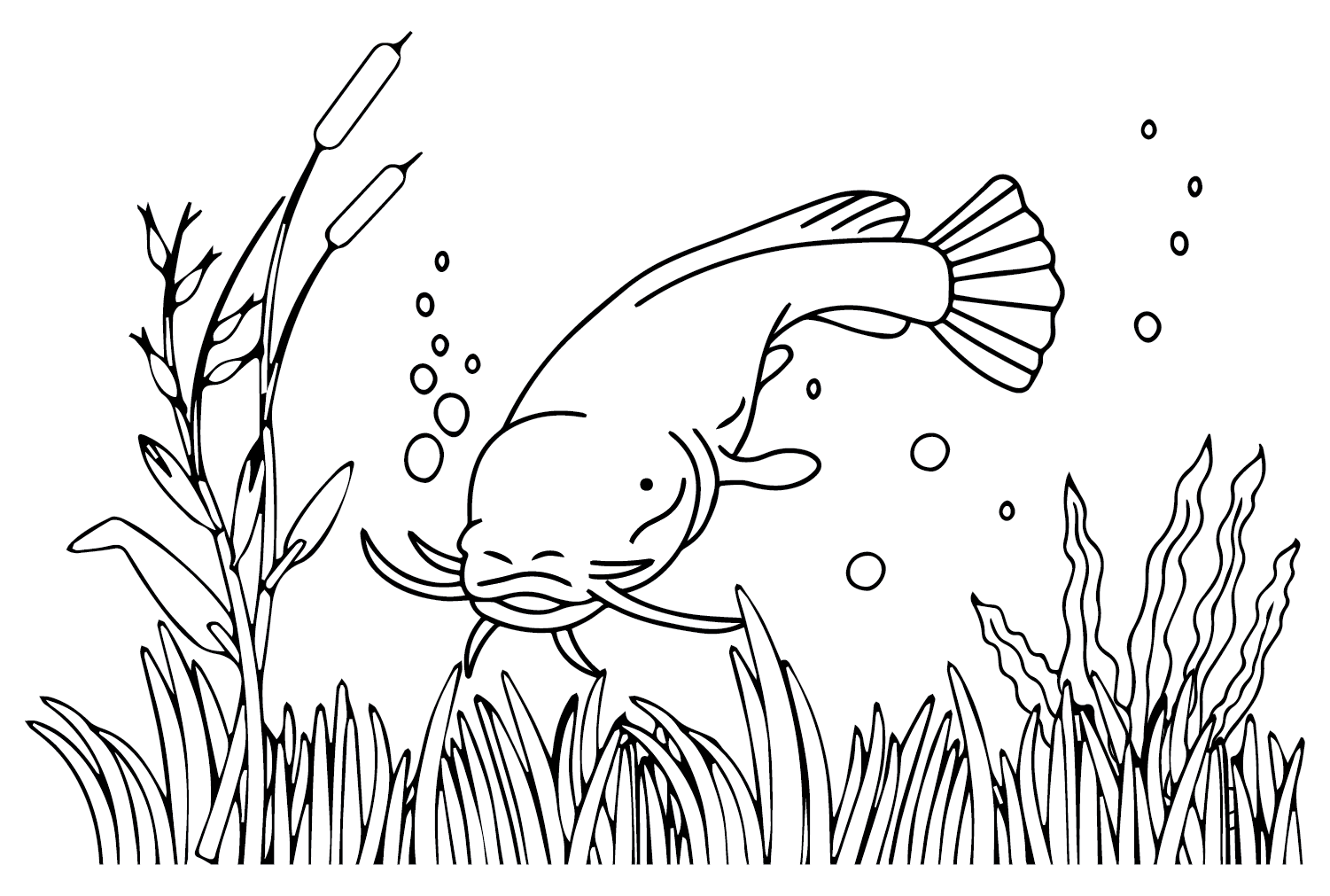 Catfish coloring page
