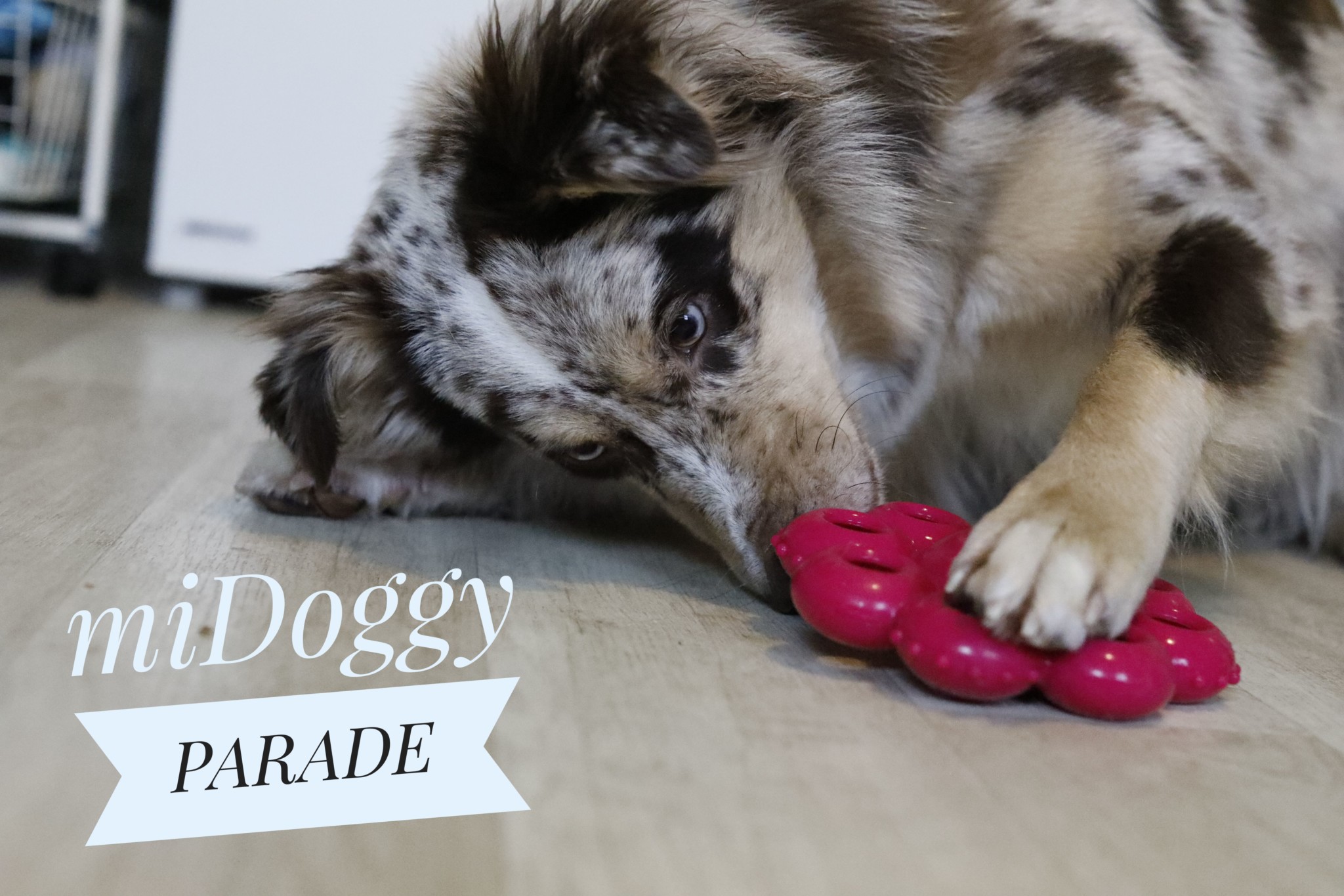 42 Geniale Ideen Wie Du Deinen Hund Beschaftigen Kannst