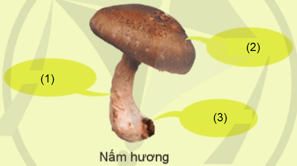 Quan sát hình ảnh sau và cho biết tên gọi của bộ phận (1) là?