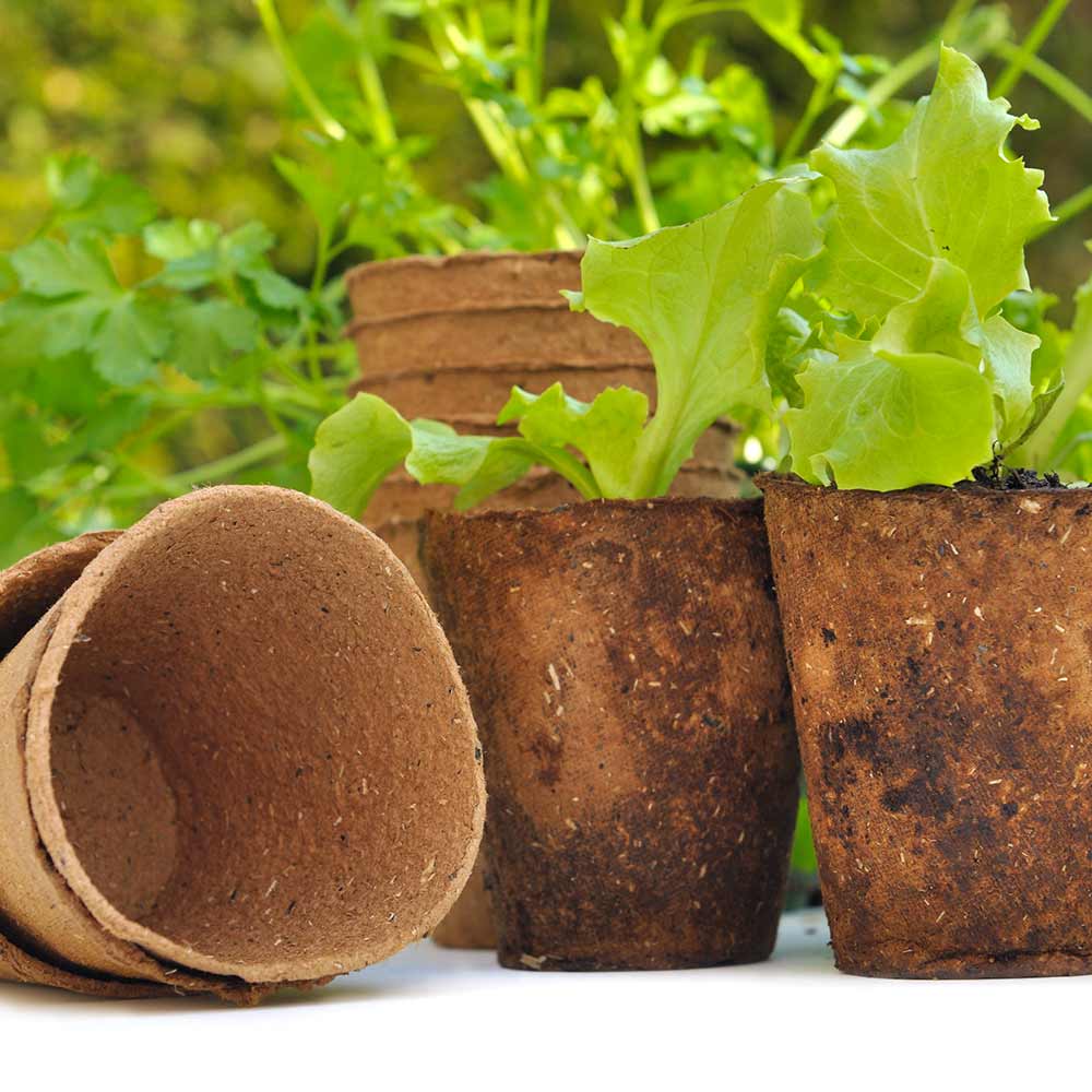 List 32+ Stock Photos can you plant peat pots in the ground Superb