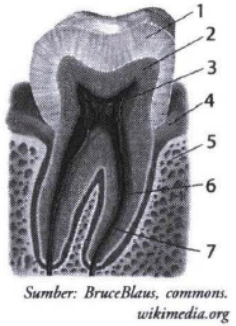 Perhatikan gambar anatomi gigi berikut. Bagian ema&hellip;