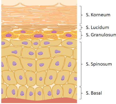 Pigmen melanin dihasilkan pada lapisan&hellip;.