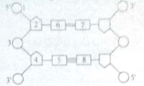 Berikut ini adalah gambar struktur DNA Pernyat&hellip;